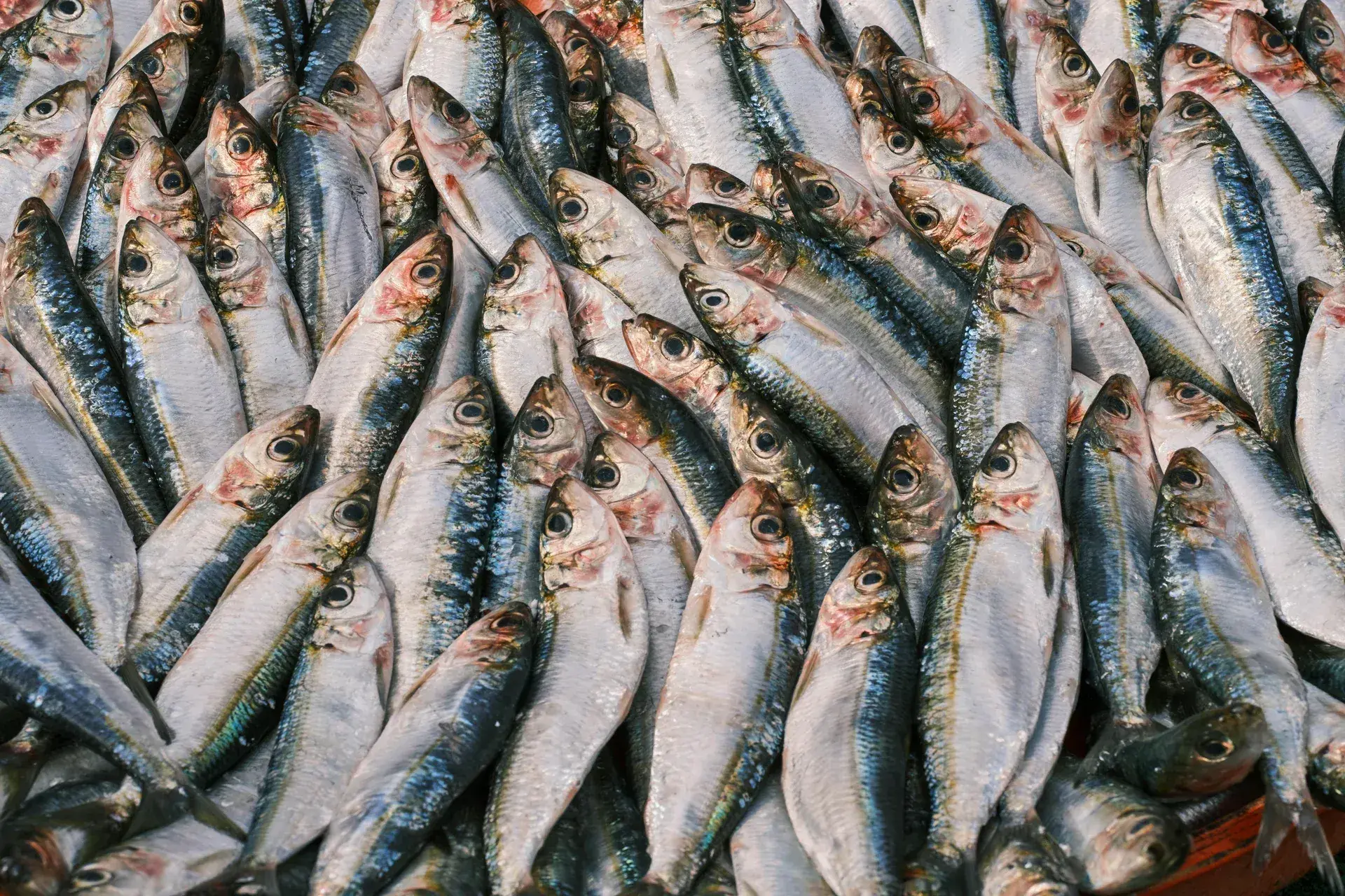 Sardines and Fritura Mixta in Malaga, Spain, Photo 3332