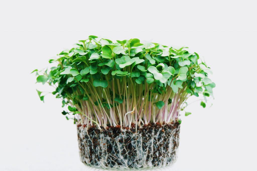 Microgreens: with what and why you should eat it?, Photo 381